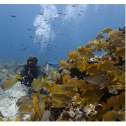 PADI Underwater Naturalist